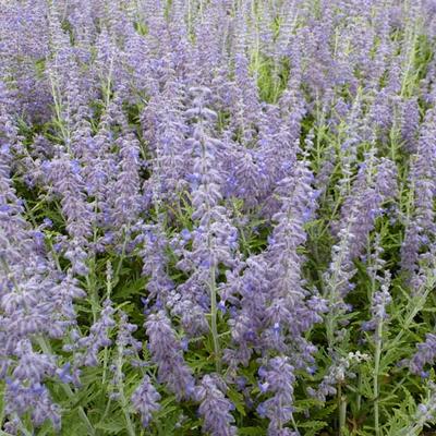 Perovskia atriplicifolia 'Lacey Blue' - 