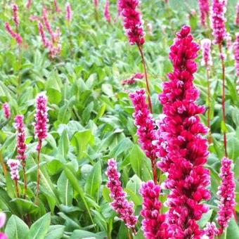 Persicaria affinis 'Darjeeling Red'