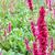 Persicaria affinis 'Darjeeling Red'