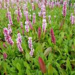 Persicaria affinis 'Donald Lowndes'