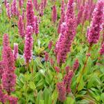 Persicaria affinis 'Kabouter' - 