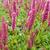 Persicaria affinis 'Kabouter'