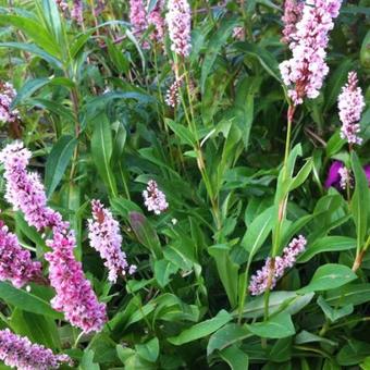 Persicaria affinis 'Superba'