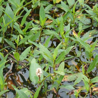 Persicaria amphibia - Renouée amphibie - Persicaria amphibia