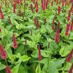 Persicaria amplexicaulis 'Blackfield'