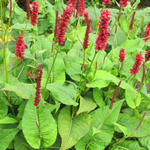 Persicaria amplexicaulis 'Bonfire' - 