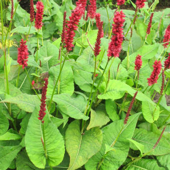 Persicaria amplexicaulis 'Bonfire'