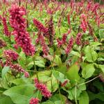 Persicaria amplexicaulis 'Dikke Floskes' - 