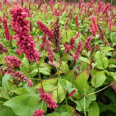 Persicaria amplexicaulis 'Dikke Floskes' - 