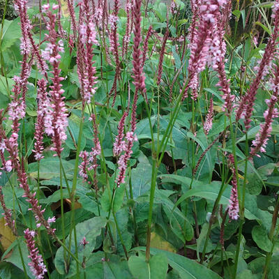 Persicaria amplexicaulis 'Fascination'