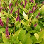 Persicaria amplexicaulis 'Golden Arrow' - 