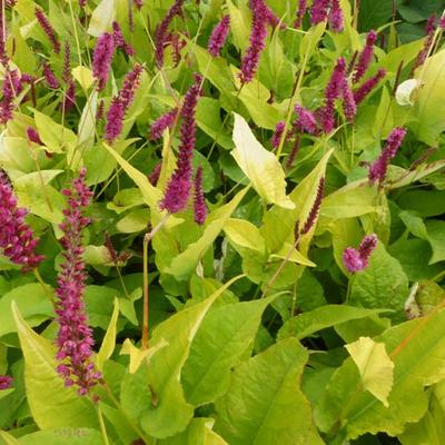 Persicaria amplexicaulis 'Golden Arrow' - Persicaria amplexicaulis 'Golden Arrow'