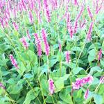 Persicaria amplexicaulis 'High Society' - 