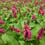 Persicaria amplexicaulis 'Inverleith' - 