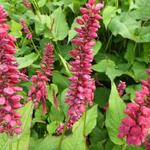 Persicaria amplexicaulis 'JS Caliente' - 