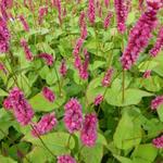 Persicaria amplexicaulis 'Lisan' - 