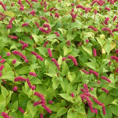 Persicaria amplexicaulis var. pendula - 