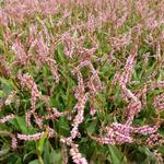 Persicaria amplexicaulis 'Pink Elephant' - 