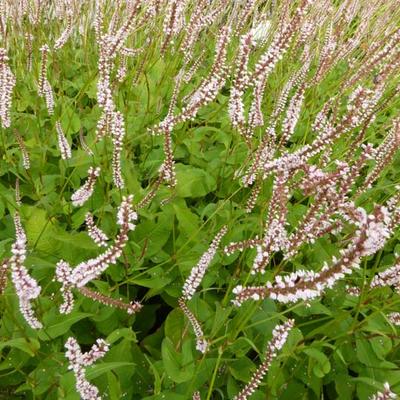 Persicaria amplexicaulis 'Pink Mist' - Persicaria amplexicaulis 'Pink Mist'