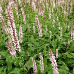 Persicaria amplexicaulis 'Rosea' - 