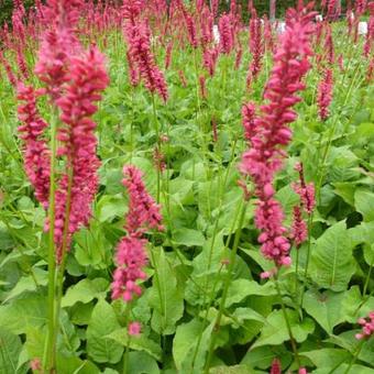 Persicaria amplexicaulis 'Speciosa'