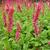 Persicaria amplexicaulis 'Speciosa'