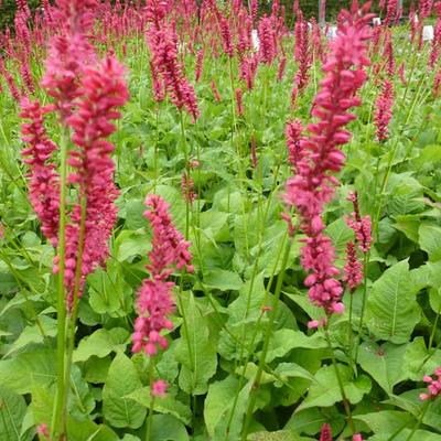 Persicaria amplexicaulis 'Speciosa' - 