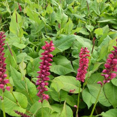 Persicaria Amplexicaulis 'Taurus' - Persicaria Amplexicaulis 'Taurus'