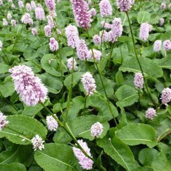 Persicaria bistorta