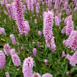 Persicaria bistorta 'Hohe Tatra' - Persicaria bistorta 'Hohe Tatra'