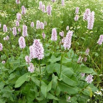 Persicaria bistorta 'Superba'