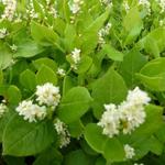 Persicaria - Persicaire