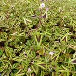 Persicaria microcephala 'Purple Fantasy' - 