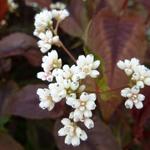 Persicaria microcephala 'Red Dragon'