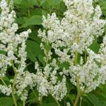 Persicaria polymorpha