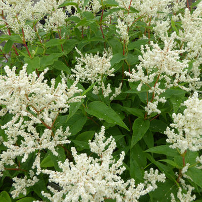 Persicaria polymorpha 'Johanniswolke' - Persicaria polymorpha 'Johanniswolke'