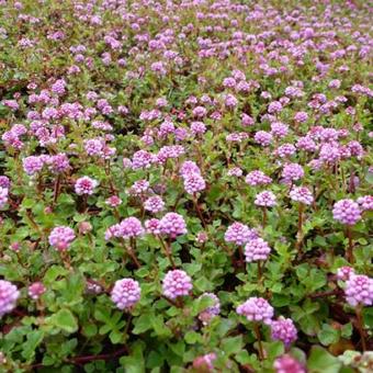 Persicaria runcinata Needham's form