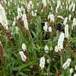 Persicaria vivipara - 