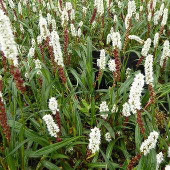 Persicaria vivipara