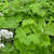 Petasites albus