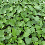 Petasites paradoxus - 