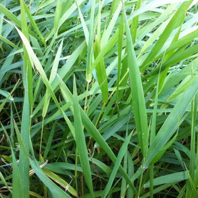 Phalaris arundinacea - ALPISTE FAUX ROSEAU, BALDINGÈRE FAUX ROSEAU, RUBAN DE BERGÈRE