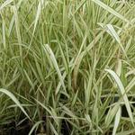 Phalaris arundinacea var. picta 'Feesey' - 