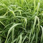 Phalaris arundinacea var. picta 'Luteopicta' - 