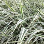 Phalaris arundinacea var. picta 'Picta' - 