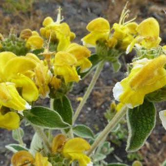 Phlomis fruticosa