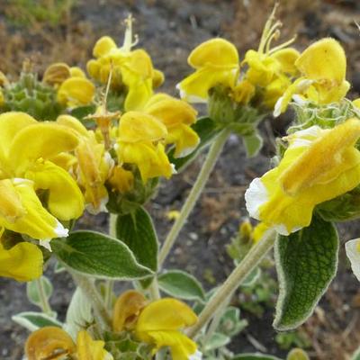 Phlomis fruticosa - Strauchiges Brandkraut