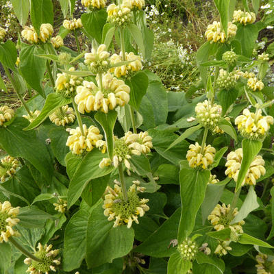 Phlomis russeliana - Russel-Brandkraut