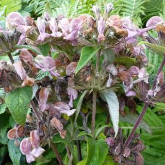 Phlomis samia