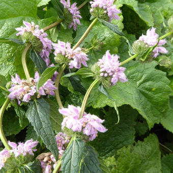 Phlomis tuberosa